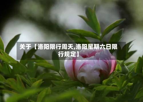关于【洛阳限行周天,洛阳星期六日限行规定】-第2张图片