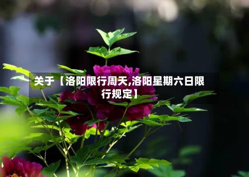 关于【洛阳限行周天,洛阳星期六日限行规定】