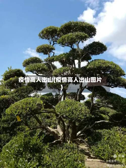疫情高人出山(疫情高人出山图片)-第2张图片