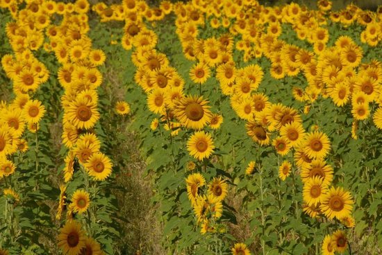 读懂葵油 | 初步了解葵花籽和葵花籽油的基本情况