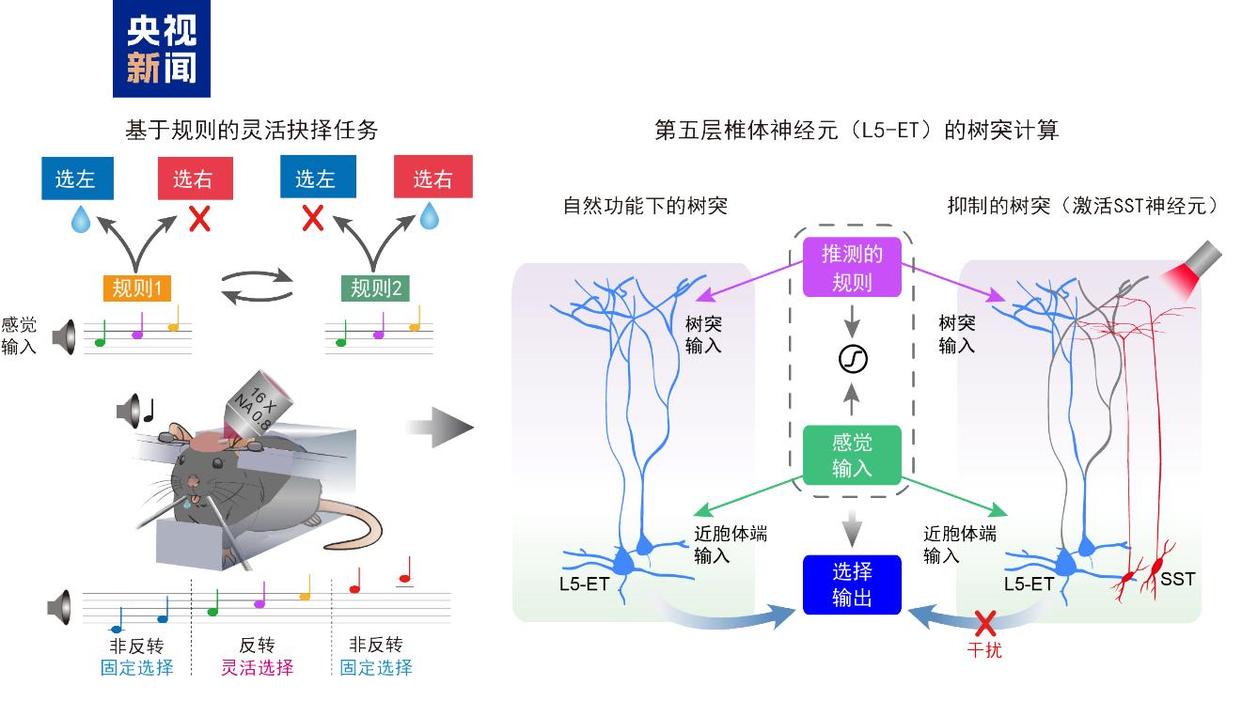 大脑神经元有精密分工 我国科学家破解大脑灵活决策底层奥秘
